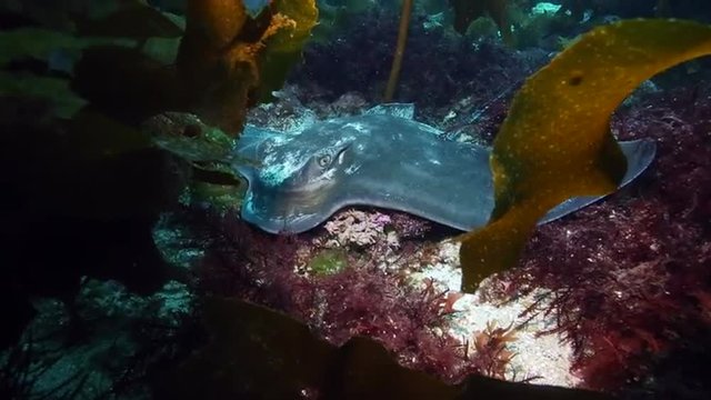 Eagle ray resting on ocean floor 