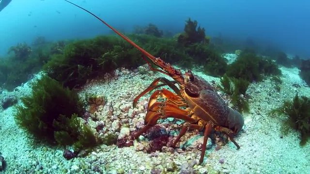 Large packhorse crayfish (spiny lobster) on ocean floor at Poor Knights Island, New Zealand 