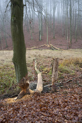 Buczyna - drzewa powalone przez bobry