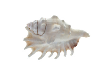 Fototapeta premium shells on white background