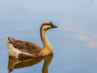 .Goose swimming in a pond