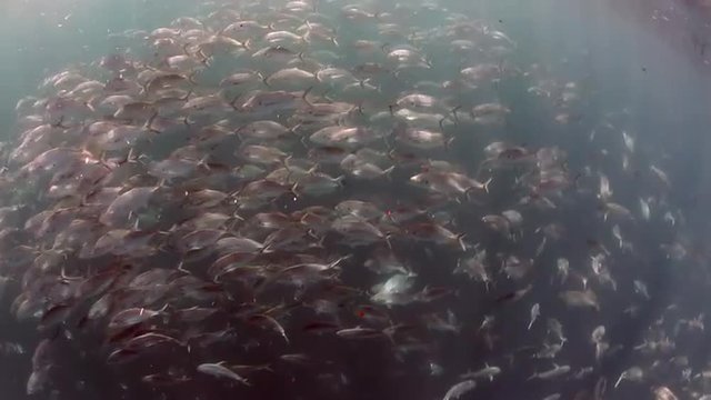 Huge school of trevally (Pseudocaranx georgianus) just below ocean surface at Poor Knights Island, New Zealand 