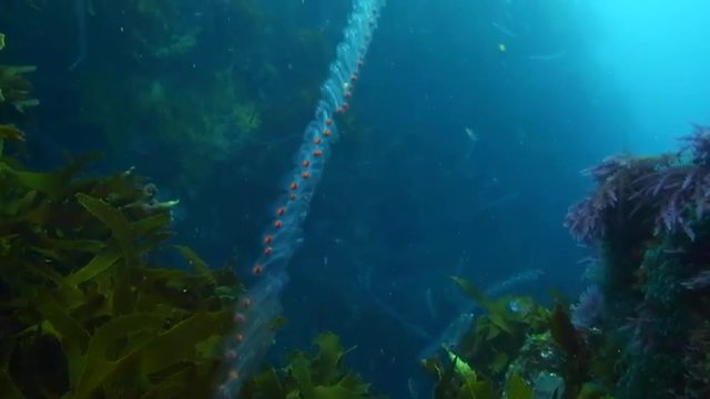 Long chain of salps (Plankton) floating in ocean
