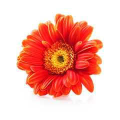 Orange gerbera daisy flower.