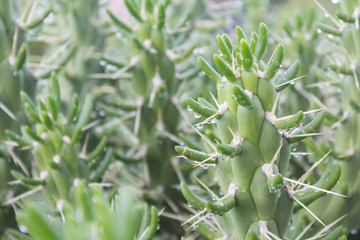 rain drops on cactus close-up