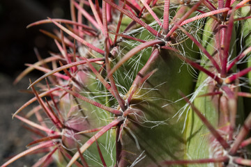 red thorn cactus closeup