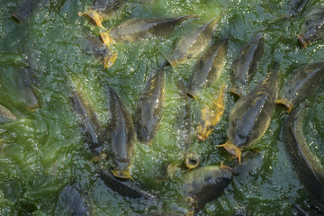 Fototapeta na wymiar fish, green river shoal water, common carp