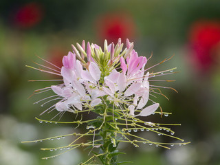 Cleome flower in bloom 