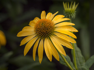 Yellow Coneflower in bloom 