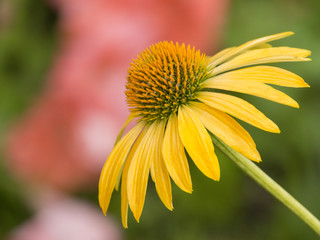Cheyenne Spririt Coneflower in bloom