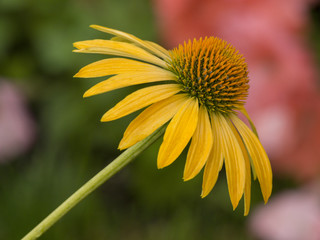 Cheyenne Spririt Coneflower in bloom