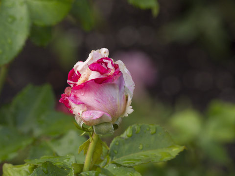 Neil Diamond Rose