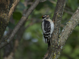 Wood pecker in a tree