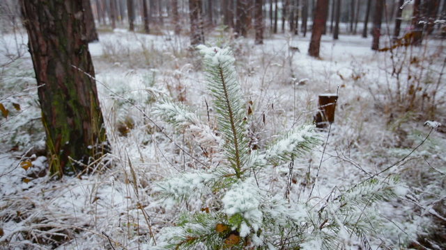 pine forest in winter and falling snow
