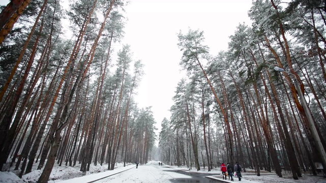 pine forest in winter and falling snow
