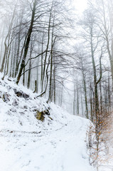 Foggy winter forest