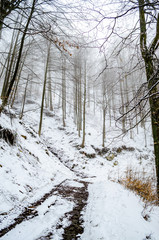 Foggy winter forest