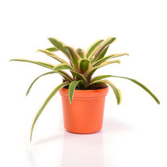 Bromeliad in orange plastic jardiniere.