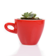 Small cactus in red ceramic cup.