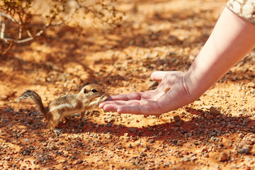 Chipmunk taking nut from a woman's hand