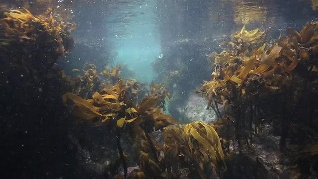 Kelp swaying back and forth in current underwater 