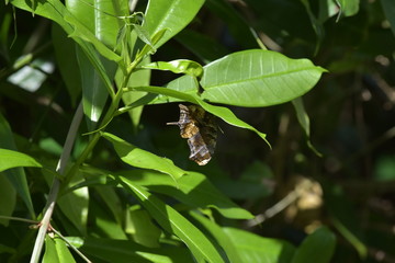 Die Schmetterlinge von Costa Rica entlang der Karibik