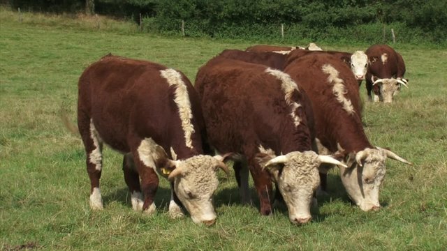 Hereford cattle grazing abreast - on camera. Herefords have few problems with natural barriers. This makes them very suited for grazing in nature reserves.