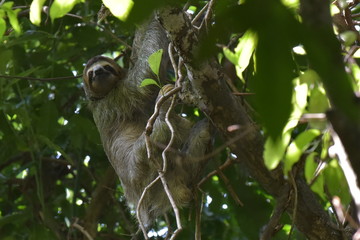 Fototapeta premium Drei Finger Faultier - Das Wildleben von Costa Rica