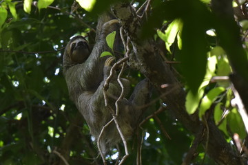 Drei Finger Faultier - Das Wildleben von Costa Rica