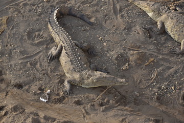 Die Krokodile von Tarcoles in Costa Rica