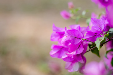 flowers bougainvillea nature background color pink