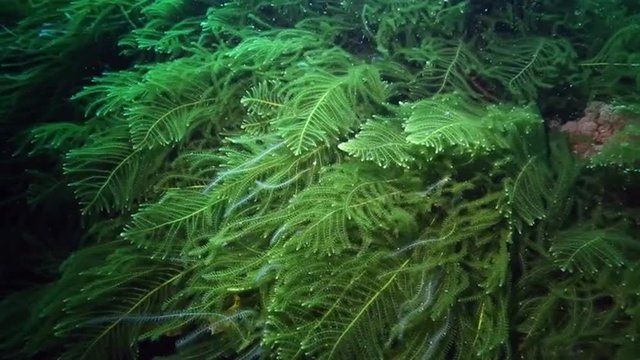 Green seaweed on ocean floor Poor Knights Islands, New Zealand
