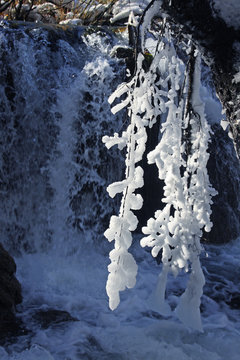 Icicles formed on a branck above a waterfall in Plitvice park, Croatia.