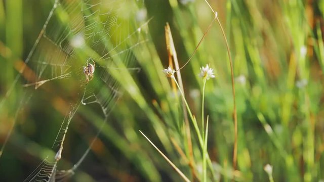 Spider in a web on green grass waving in wind