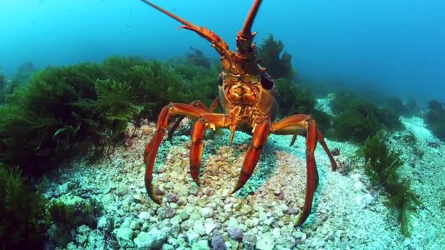 Packhorse crayfish (spiny lobster) defending itself on ocean floor at Poor Knights Island, New Zealand