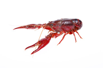 Crawfish