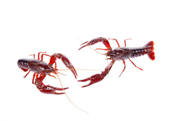 Crawfish