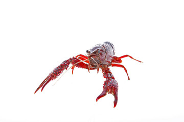 Crawfish