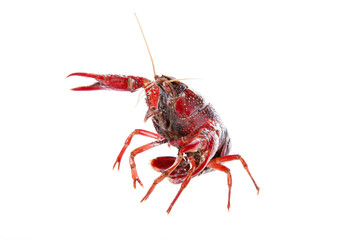 Crawfish