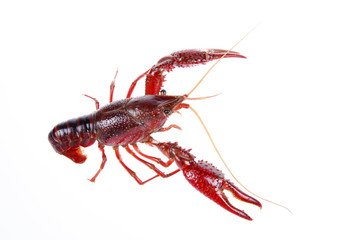 Crawfish