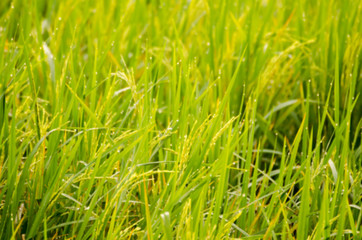 Fototapeta na wymiar The blur of paddy rice with water drop and green background