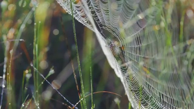 Close-up of a spider in a web in grasslands waving in wind