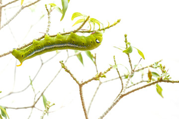 Naklejka premium Macro green worm on the tree branch isolated on white