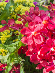 Beautiful red orchid in the garden