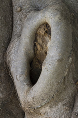 A Hole in The Tree like with a urinal.