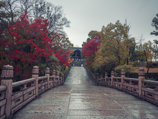 Obraz premium maple autumn set