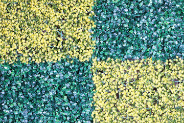Fototapeta na wymiar Close-up background of green grass. Artificial leaf clover