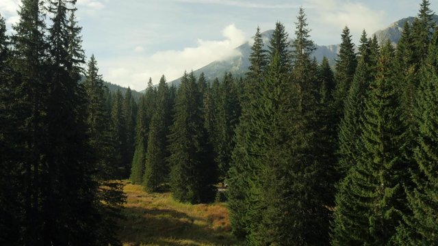 Aerial view on beautiful mountain lake surrounded with pine forest and mountains.

