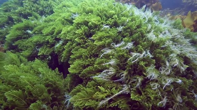 Green seaweed on ocean floor Poor Knights Islands, New Zealand