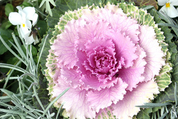 Obraz premium Flowering kale